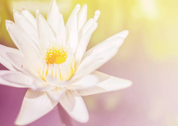 istock beautiful flowers - Soft Focus  background 492519390