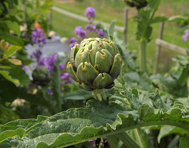 istock Close Up of a Globe Artichoke Head (Cynara scolymus) 492519706