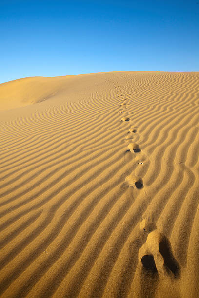 istock Foot prints in the sand dunes. 492520606