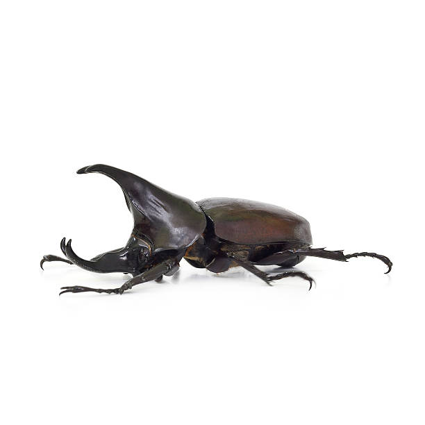 istock Beetle wing or that Xylotrupes gideon 492520820