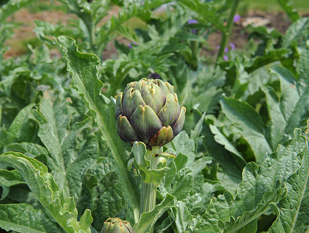 istock Close Up of a Globe Artichoke Head (Cynara scolymus) 492520834