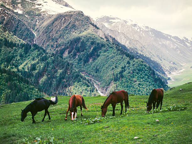 istock Horses on the meadow 492521234