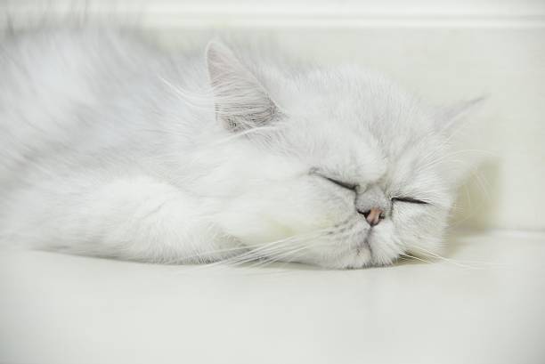 istock Persian chinchilla kitten is sleeping. 492523310