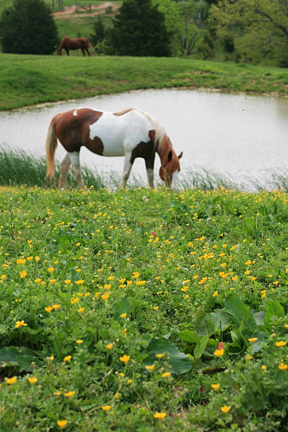 istock Paint Horse by Pond 492526873