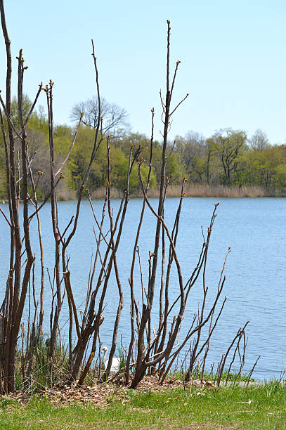 Growing Plants Near a Lake