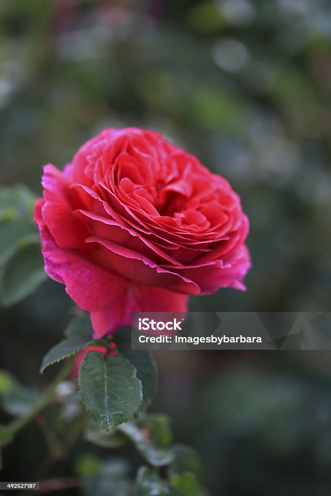 Rose rouge - Photo de Amour libre de droits