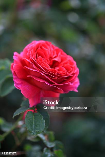 Photo libre de droit de Rose Rouge banque d'images et plus d'images libres de droit de Amour - Amour, Beauté de la nature, Couleur verte