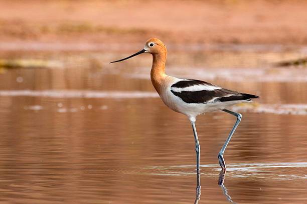 American avocet in Green River Colorado Walking through the waters along the edge of the Green River, an American avocet hunts for food in the Browns Park National Wildlife Refuge in northwestern Colorado. avocet stock pictures, royalty-free photos & images