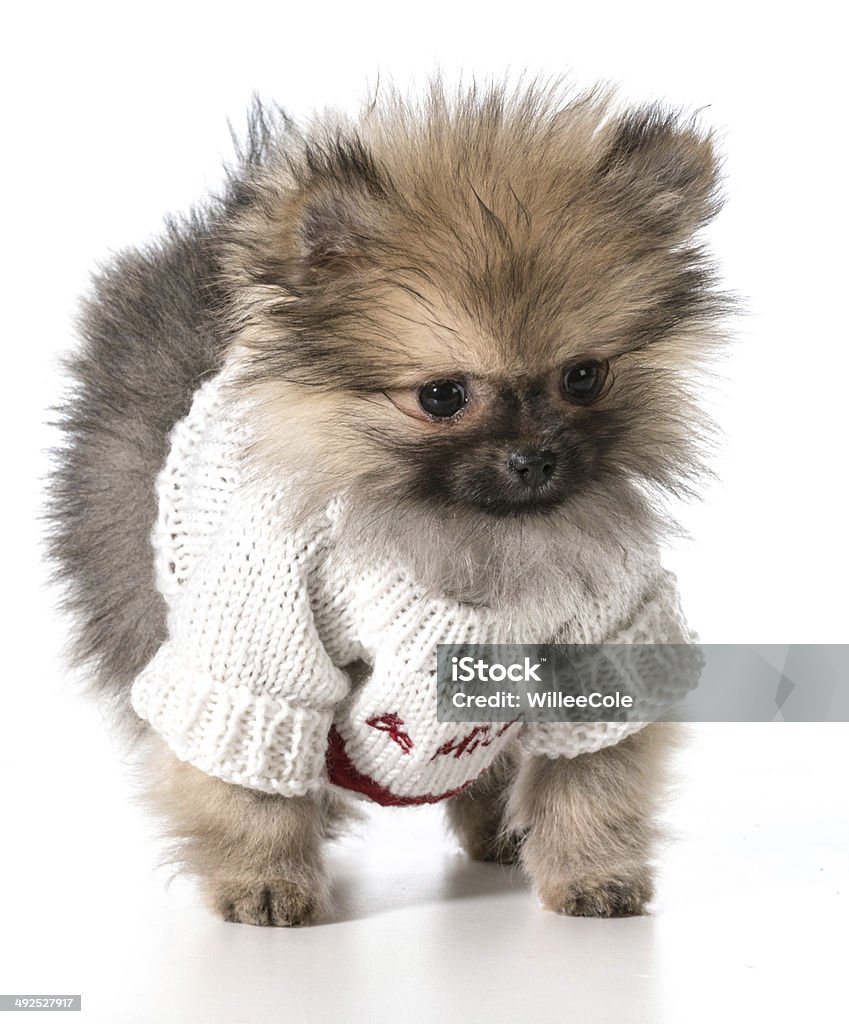 valentine's day puppy pomeranian wearing valentines day sweater Animal Stock Photo