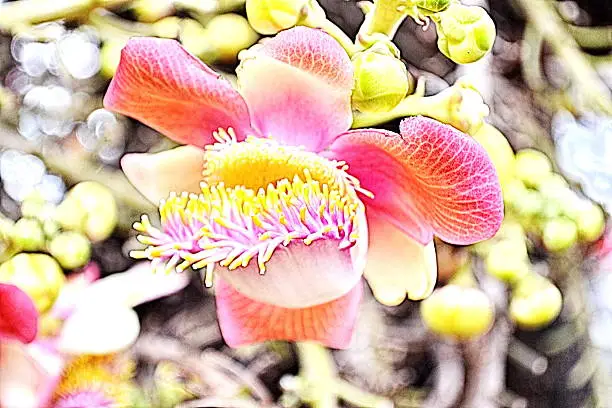 Cannon Ball Tree,Couroupita guianensis Aubl.,Lecythidaceae,Shorea robusta, Flowers in Buddhist literature