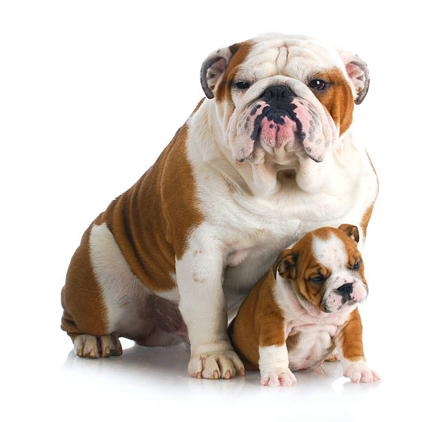 istock father and son dogs 492528157