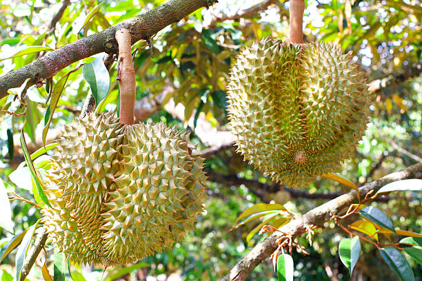 istock Fresh durian fruits on tree 492528819