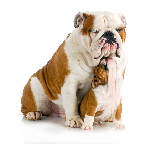 istock father and son dogs 492529387