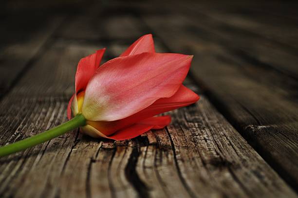 istock Coral Tulip on Wood 492529501
