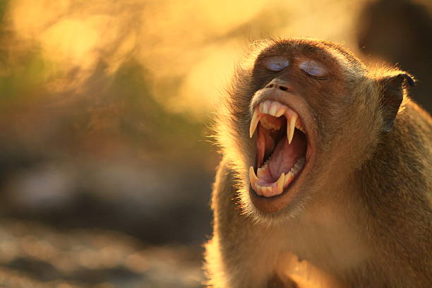 istock monkey on khao chong kra jok 492529775