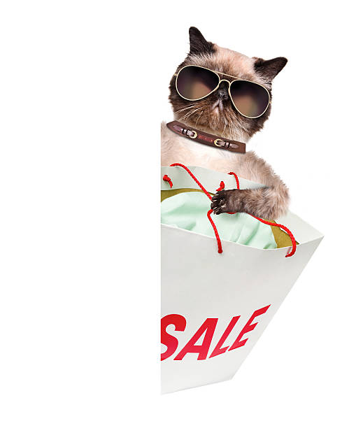 cat.   shopper.   vendite. - domestic cat bag shopping gift foto e immagini stock