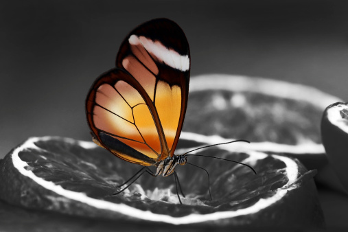 an orange butterfly on an orange peel