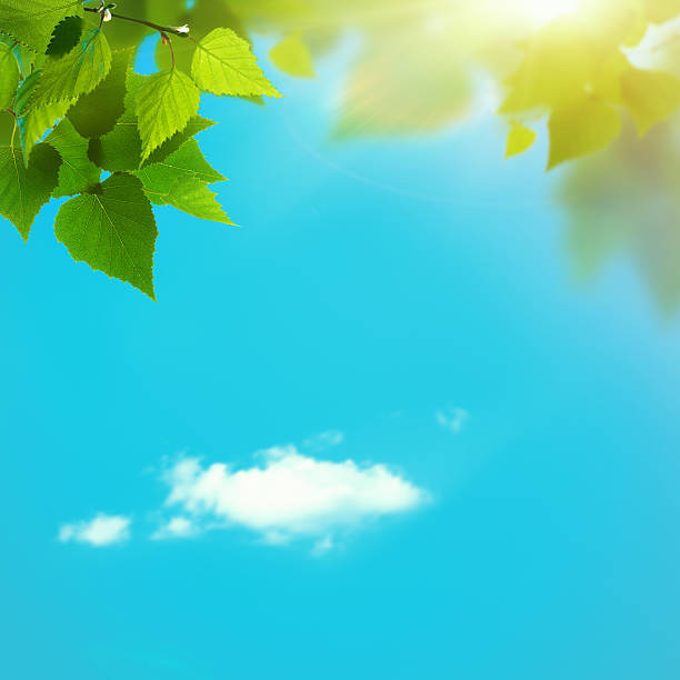 istock summer view. abstract natural backgrounds for your design 492530827
