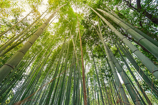 istock bamboo forest at Arashiyama, Kyoto, Japan 492530851
