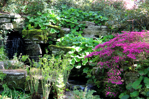 Photo showing a naturally landscaped rock garden with a small waterfall and pond planted with bog plants, ground cover, ferns, reeds, marsh marigolds, ivy, small reeds / bullrushes and a flowering azalea (rhododendron) with purple flowers.