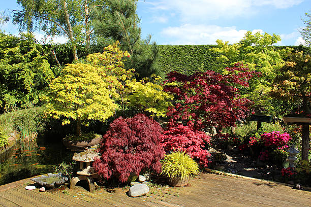 imagem do jardim japonês com árvores bonsai, de maples (acers), lago - footpath tree japan stepping stone - fotografias e filmes do acervo