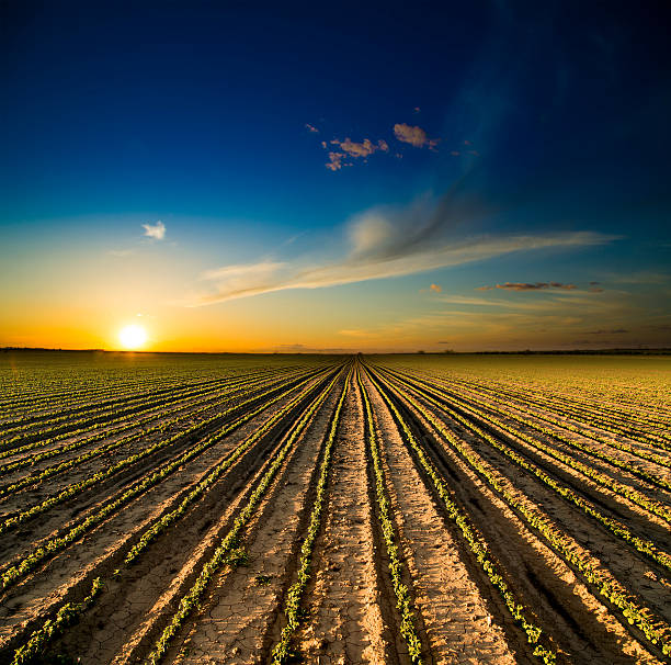 istock Sunset over field of green soya bean plants growing 492532609