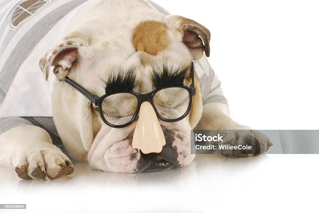 funny dog english bulldog wearing silly grouch marx glasses on white background Animal Stock Photo