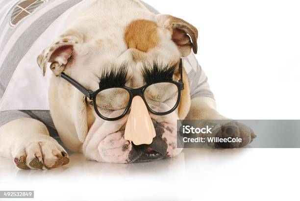 Funny Dog Stock Photo - Download Image Now - Animal, Brindle, Bull - Animal
