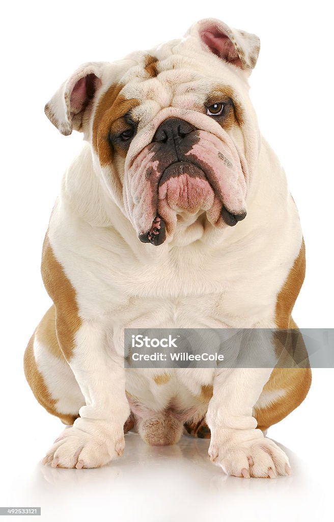 ugly dog english bulldog sitting looking at viewer with reflection on white background Animal Stock Photo