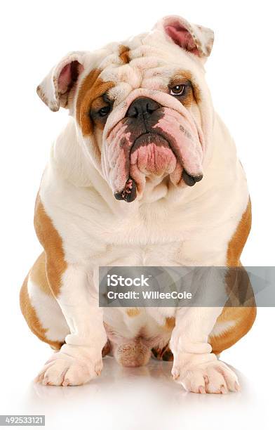 Ugly Dog Stock Photo - Download Image Now - Animal, Brown, Bulldog