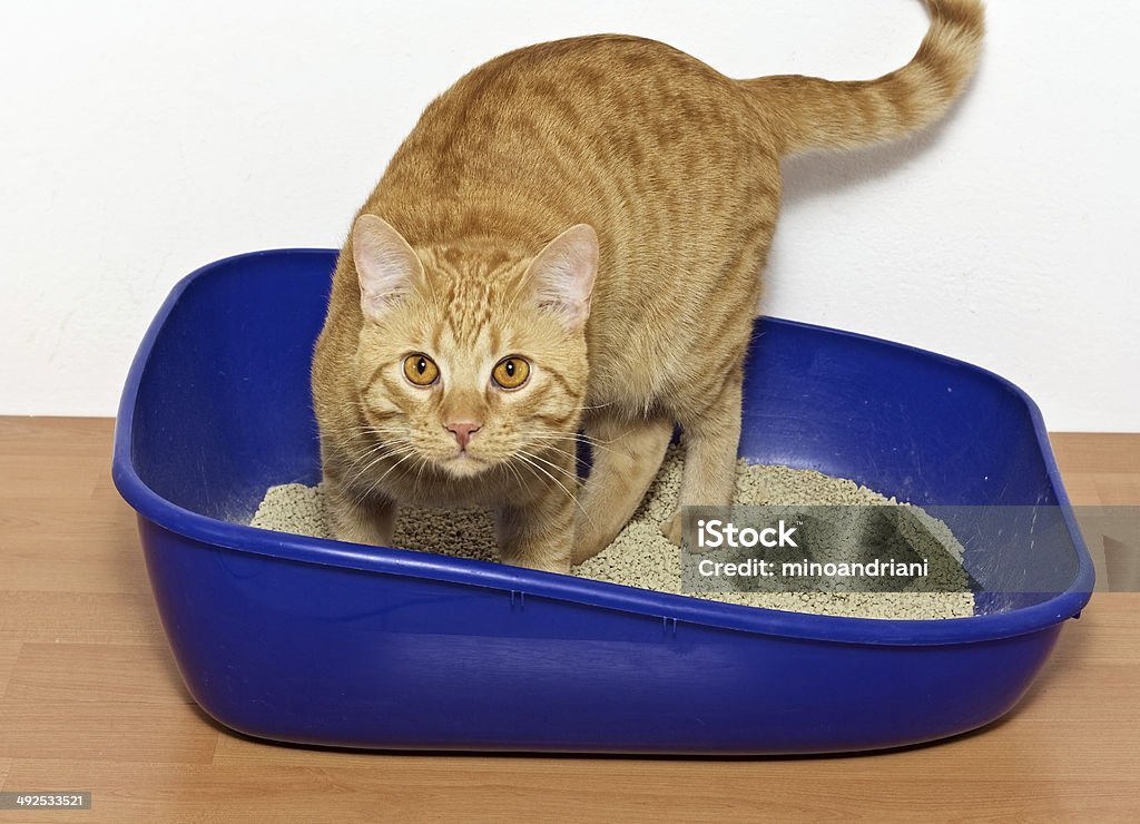 kitten in blue plastic litter cat Domestic Cat Stock Photo