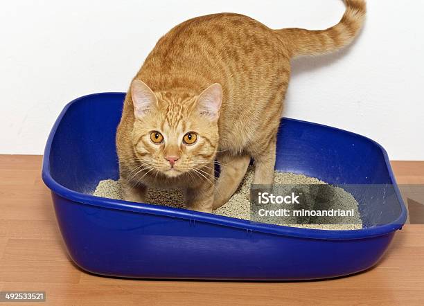 Kitten In Blue Plastic Litter Cat Stock Photo - Download Image Now - Domestic Cat, Urinating, Animal