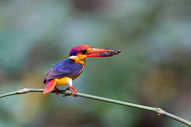 istock Oriental Dwarf Kingfisher 492533645