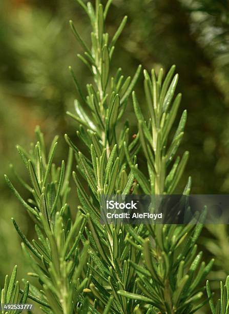 Rosemary Foto de stock y más banco de imágenes de Especia - Especia, Fotografía - Imágenes, Orgánico