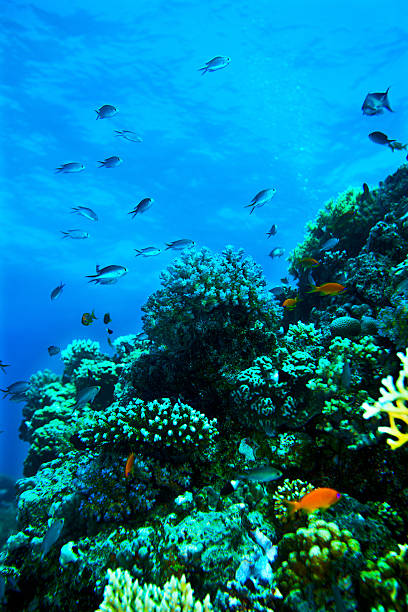 istock Group of coral fish  water 492539524