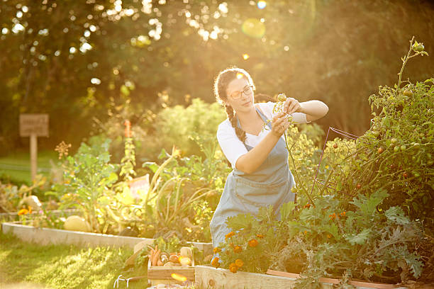 ее сад — вегетарианское's dream» - gardening women vegetable formal garden стоковые фото и изображения