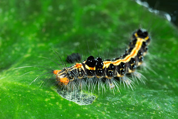 istock The Hairy caterpillar eating  green lotus leaf 492540910