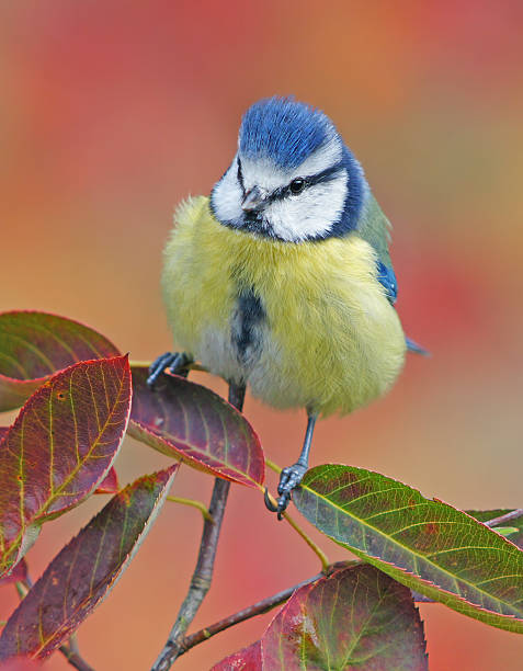 istock Blue tit in autumn 492542358