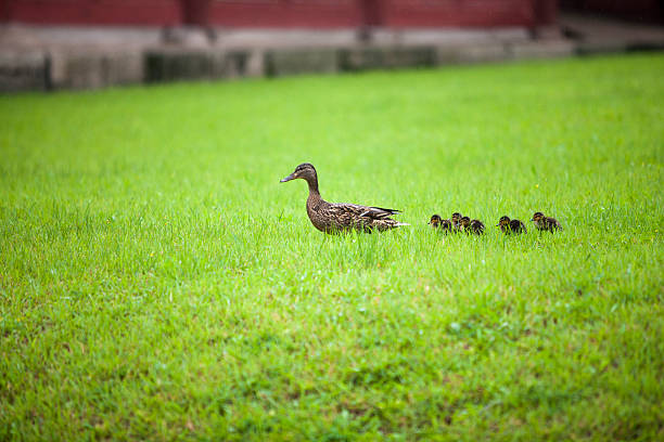 istock duck, animal family 492542810