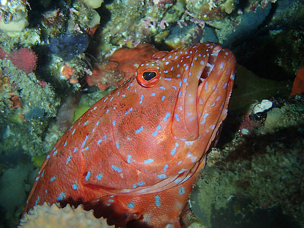 istock Bar Cheeked Grouper waits to pounce 492542858