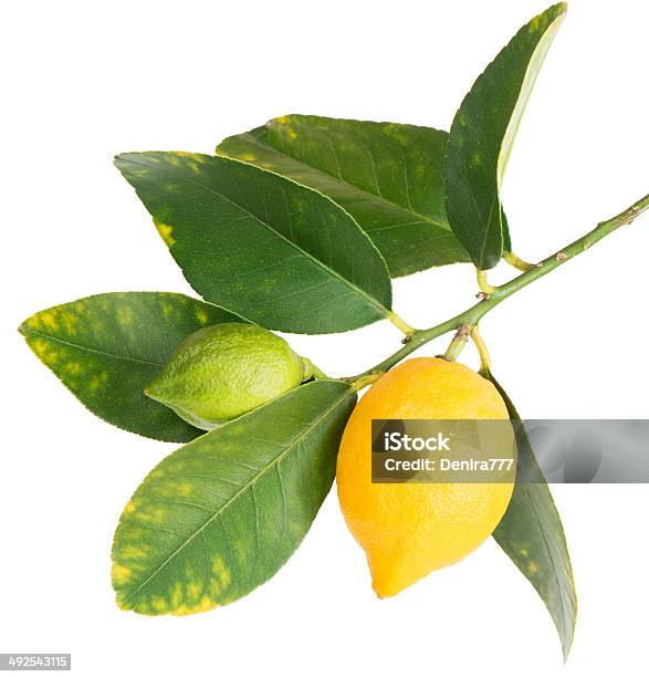 Lemons On A Branch Stock Photo - Download Image Now - Branch - Plant Part, Lemon - Fruit, Citrus Fruit