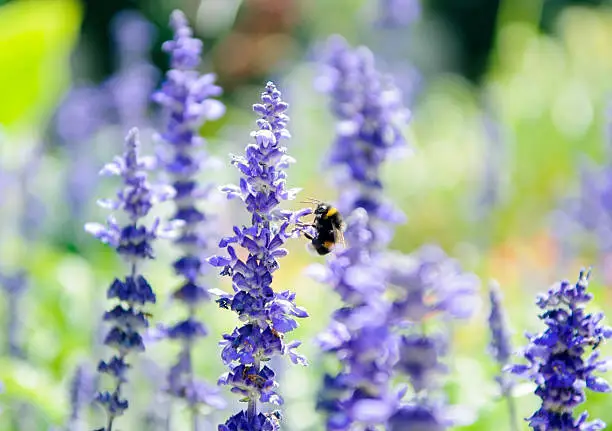 Salvia bush flower with bee in garden on green background
