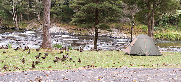 Duck Invasion at Campsite (NZ)