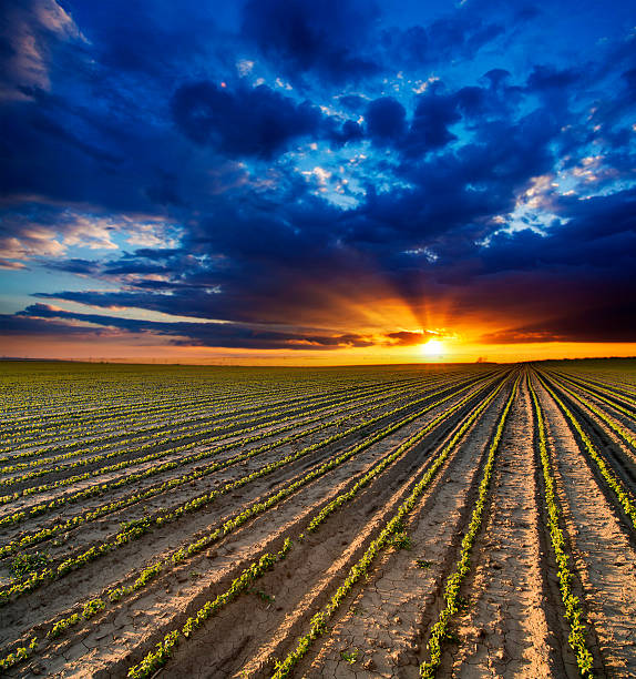 istock Surreal sunset over growing soybean plants at ranch field 492543843