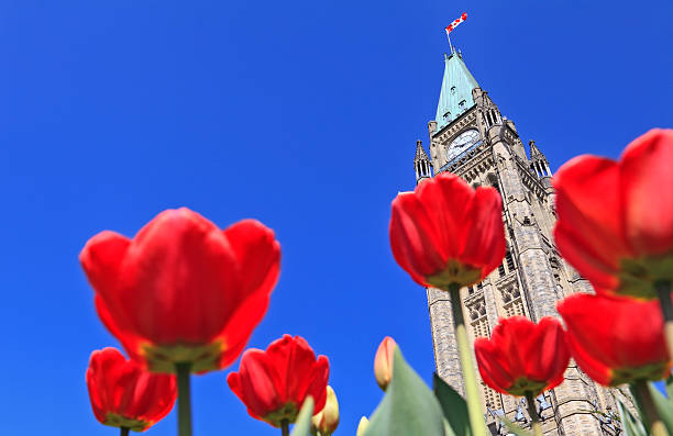 istock Canadian Parliament surrounded by red tulips 492543937