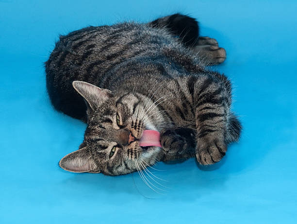 istock Tabby cat with yellow eyes lying on blue 492544573