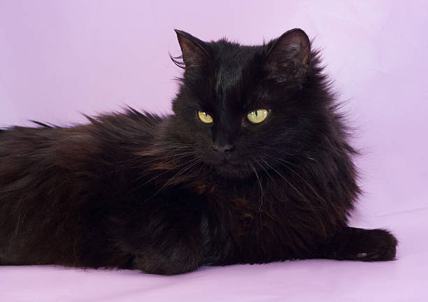 istock Black cat with yellow eyes lying on purple 492544633
