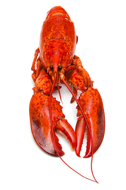 istock Cooked Canadian red lobster isolated on a white background. 492544757