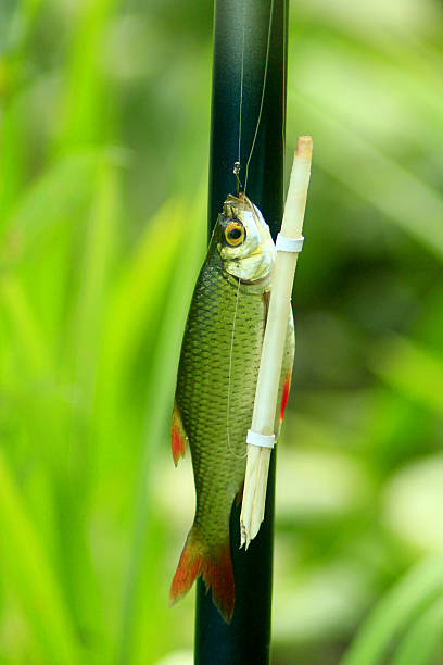 caught rudd hanging besides the fishing-rod beautiful caught rudd hanging besides the fishing-rod rudd fish stock pictures, royalty-free photos & images