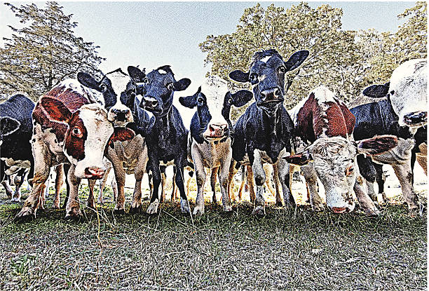 Cows In A Row High definition etching illustration of a group of cows standing in a row with funny expressions. herd of cows stock illustrations